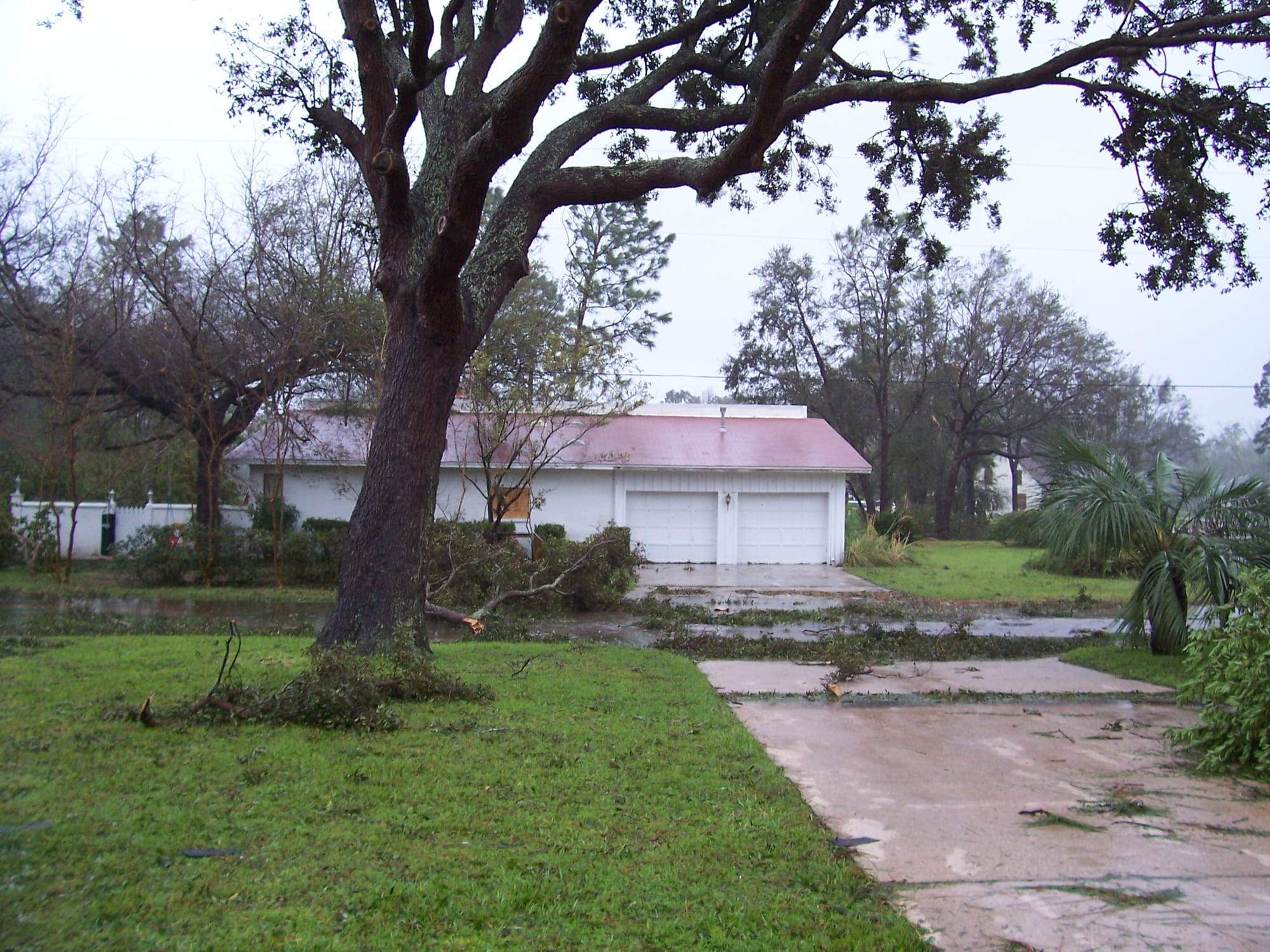 A large oak tree, partly fallen, on September 16, 2004.